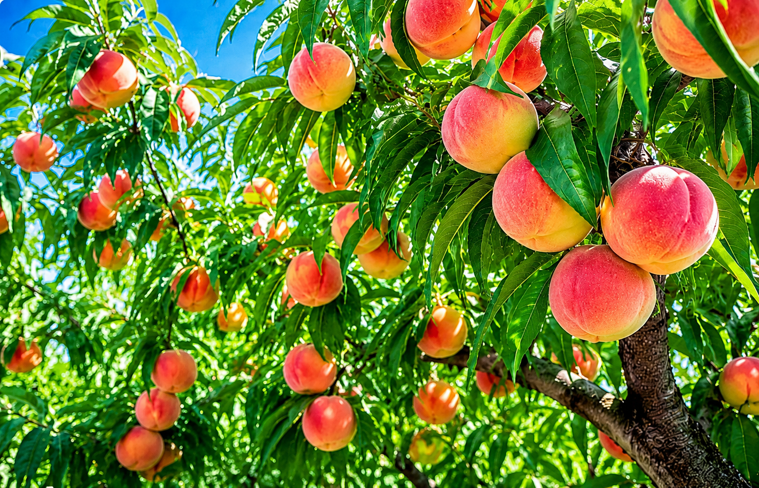 Peach cultivation field
